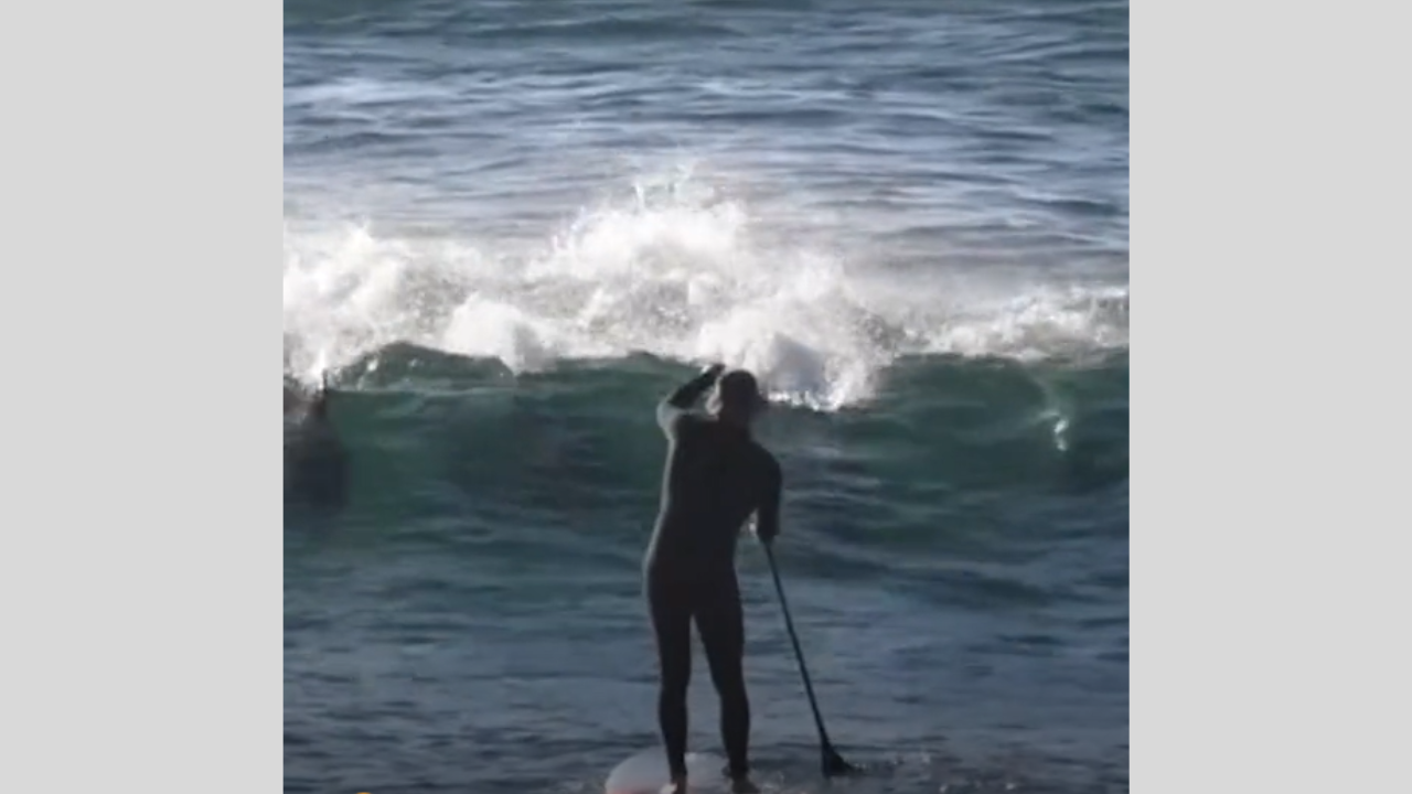 Cet homme qui fait du paddle ne s'attendait pas à faire une telle rencontre !