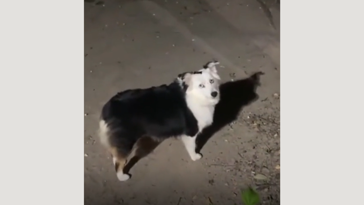 Découvrez pourquoi ce chien fait un bruit très étrange ! La vidéo est hilarante