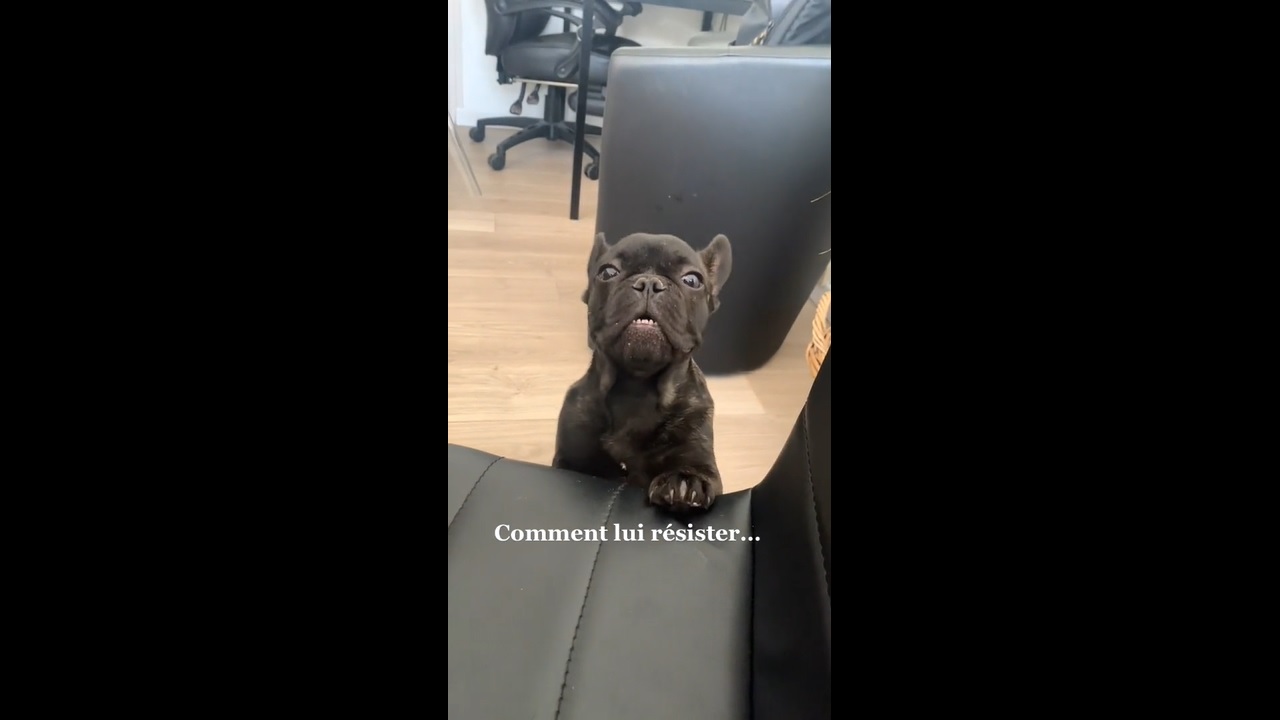 Impossible de résister à ce magnifique Bouledogue et les adorables sons qu'il produit