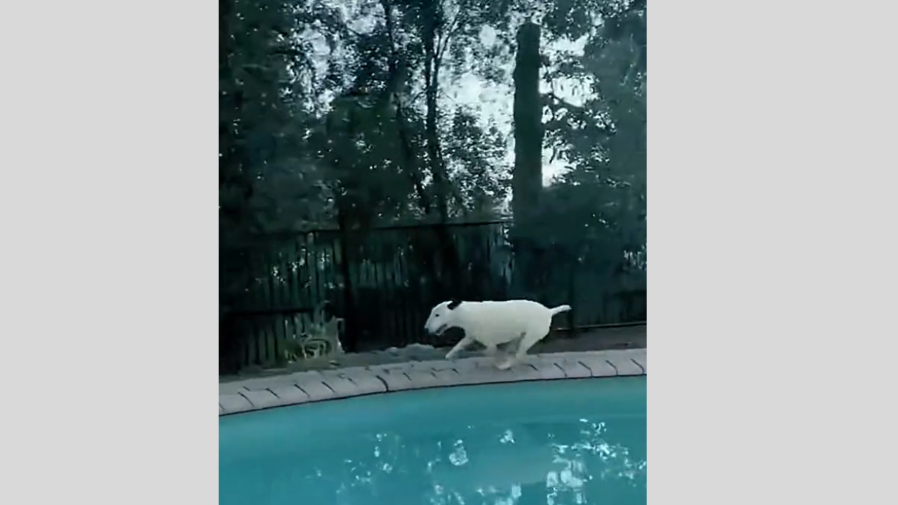 Vous n'avez jamais vu un chien aussi excité à l'idée de se baigner !