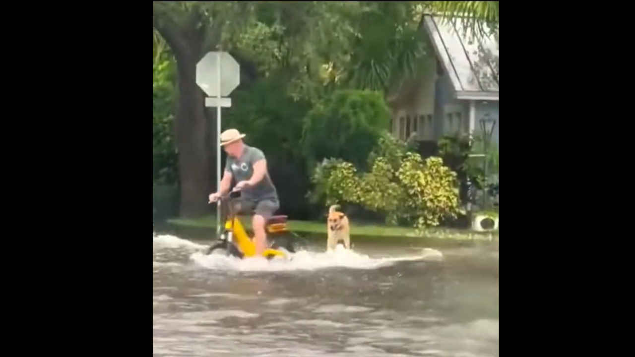 Ce chien prend du bon temps pendant les inondations