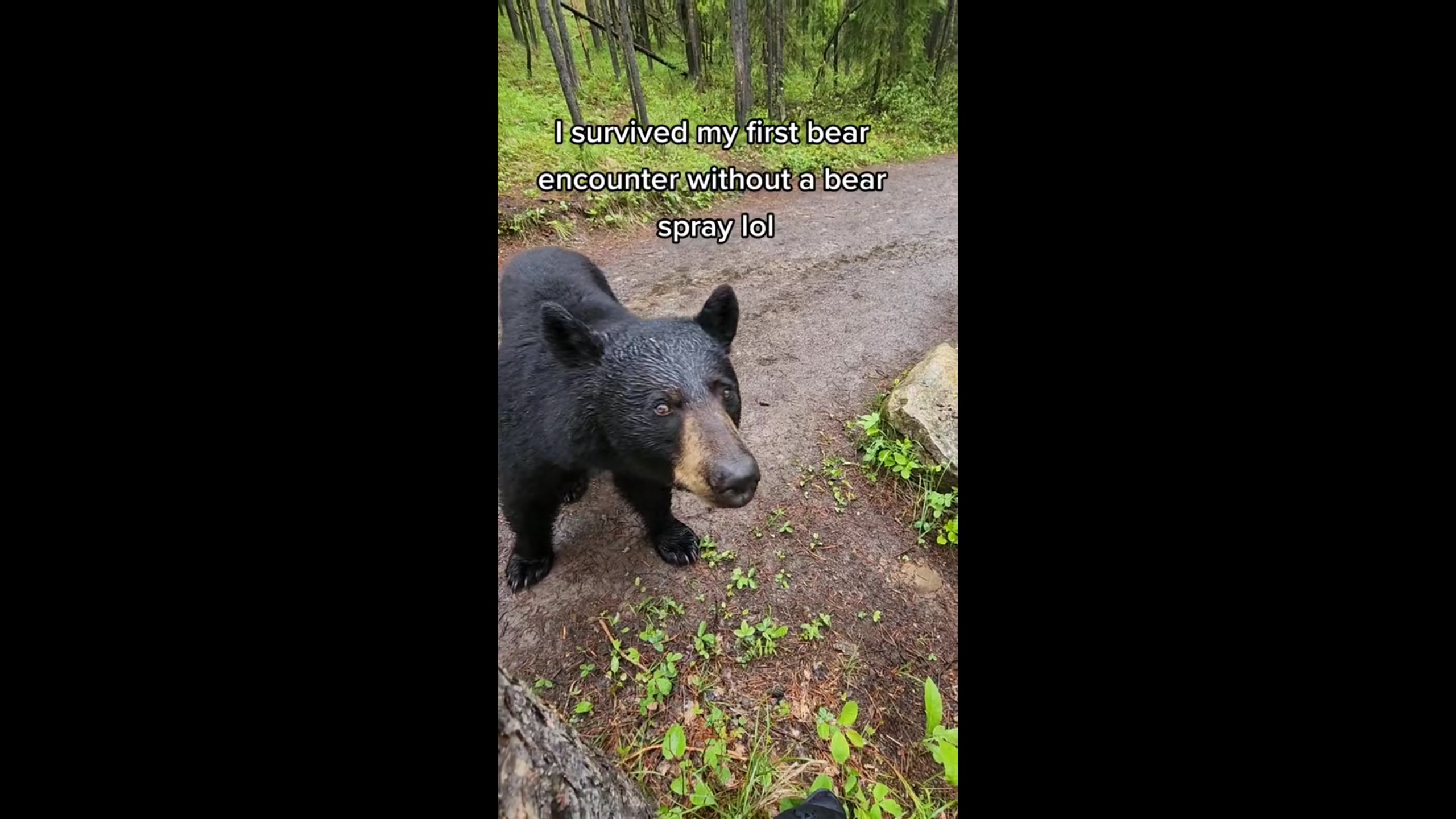 Il croise un ours en forêt et parvient à éviter le pire