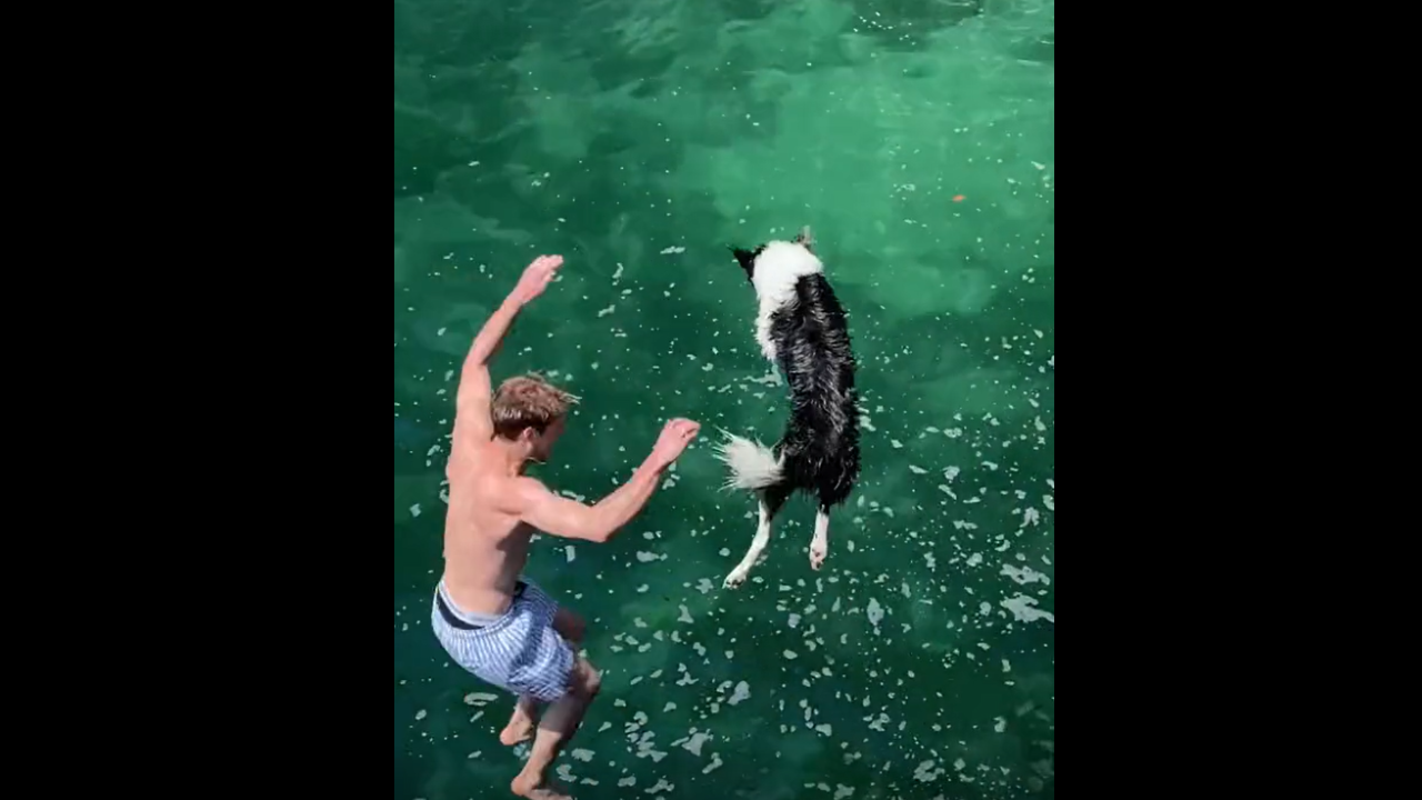 Incroyable ! Ce chien est tout simplement un as du plongeon