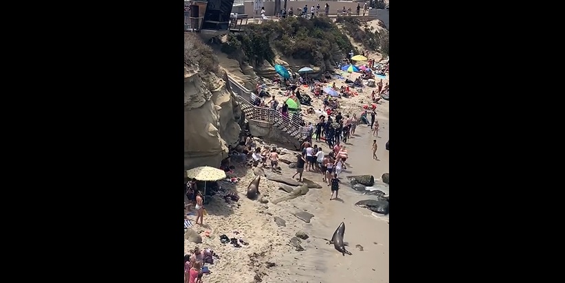 Quand des touristes pas comme les autres sèment la panique sur une plage !