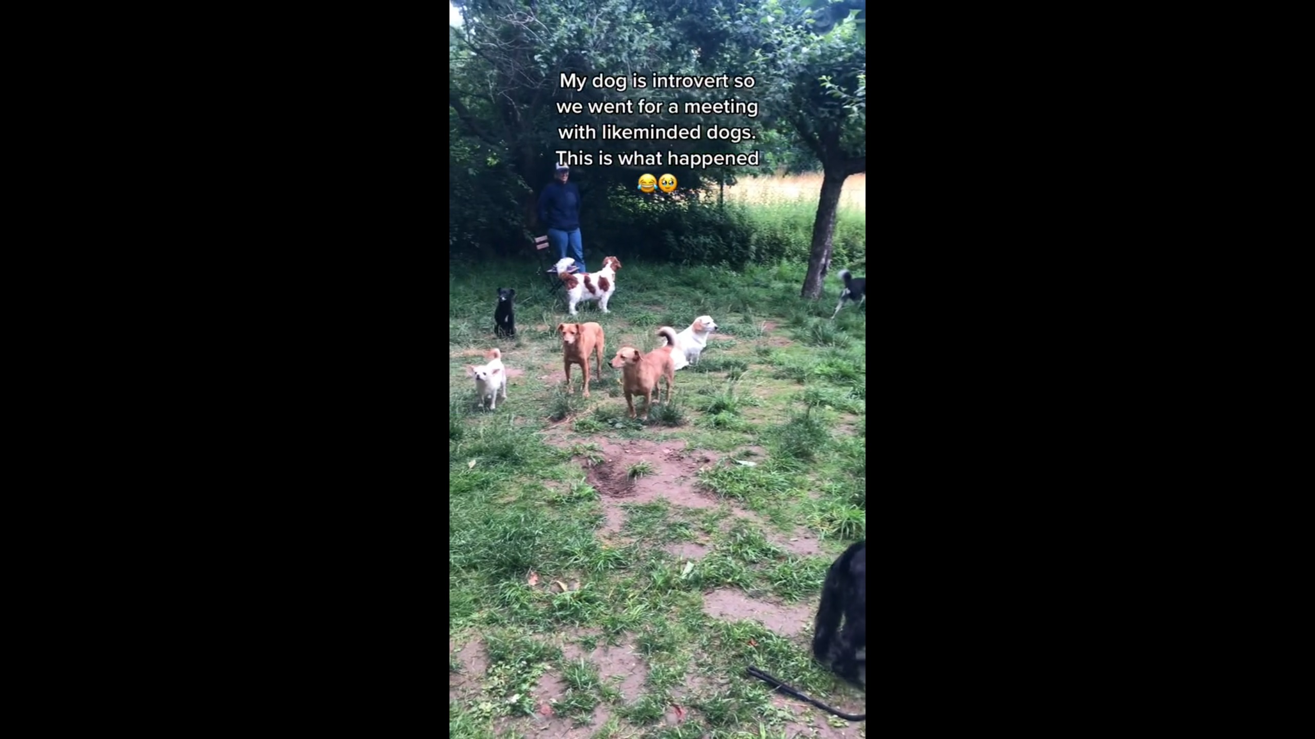 Un parc pour chiens introvertis ça existe et ça ressemble à ça !