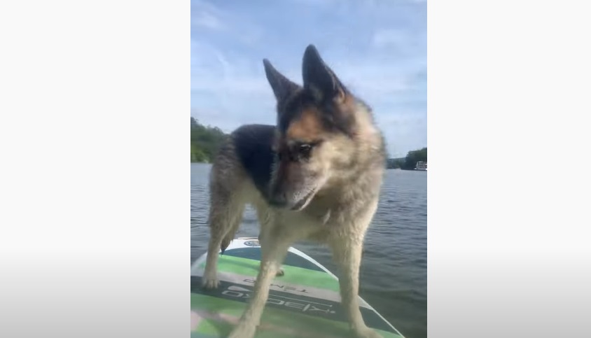 Ce chien saute à la mer... et c'est la catastrophe !