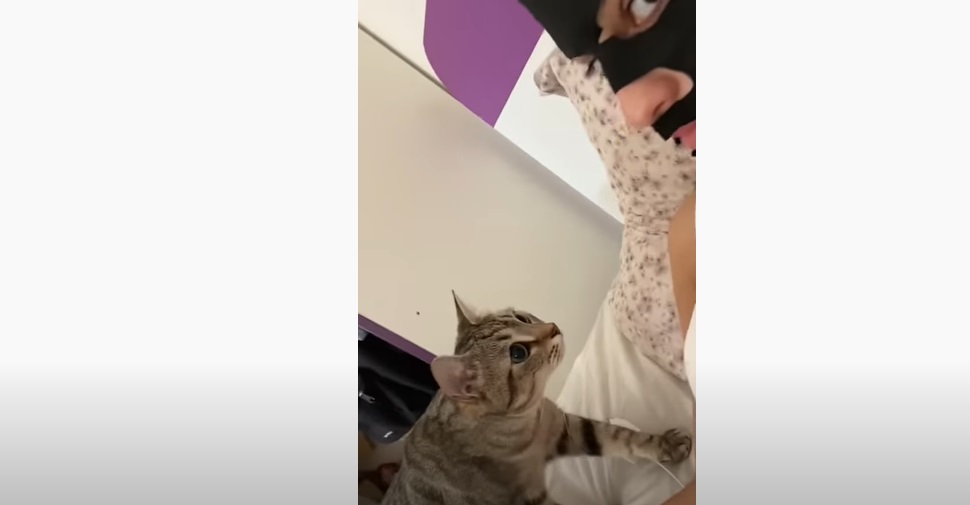 Elle laisse poser son masque visage : découvrez l'hilarante réaction de son chat