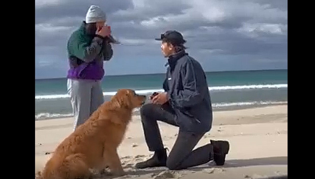 Il demande sa compagne en mariage : la réaction de son chien est hilarante