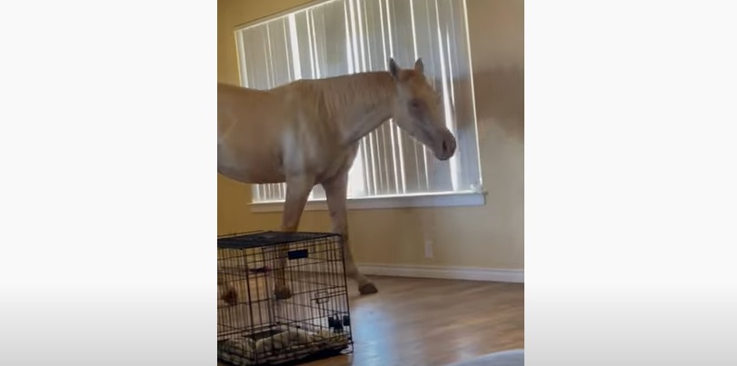 Ils regardent la télévision quand soudain... un cheval s'introduit dans la maison !